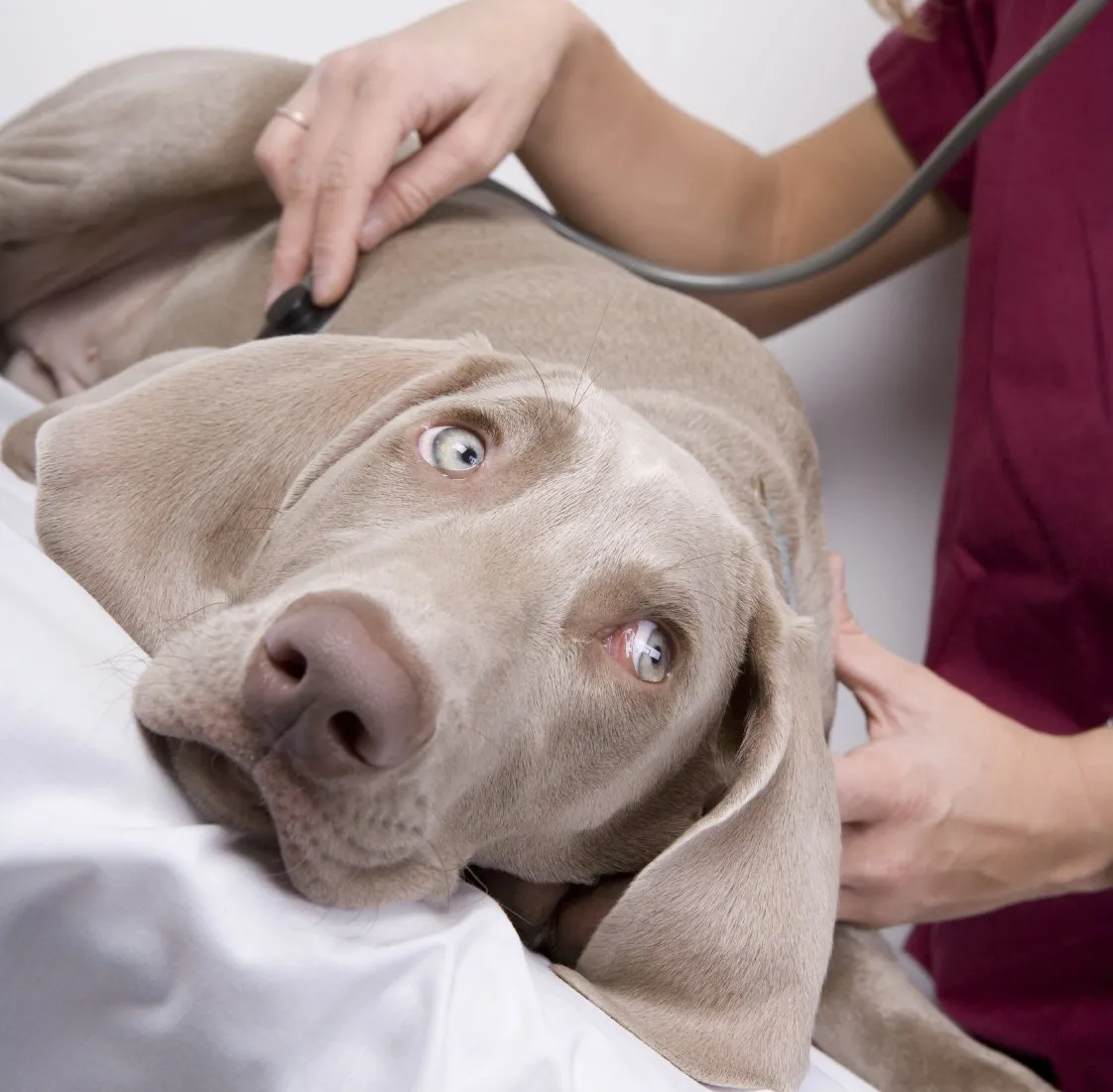 A gray dog being examined by a vet