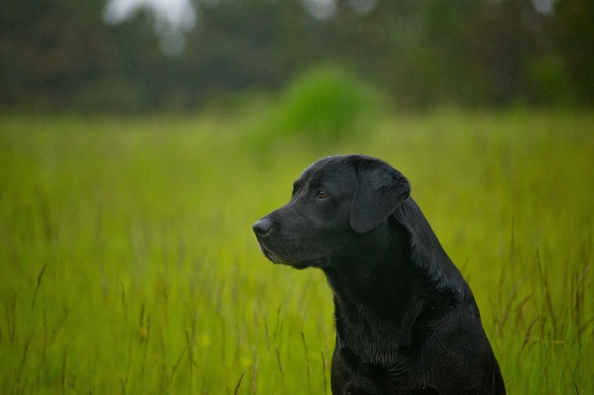 A black lab sitting in a grassy field with trees in the background