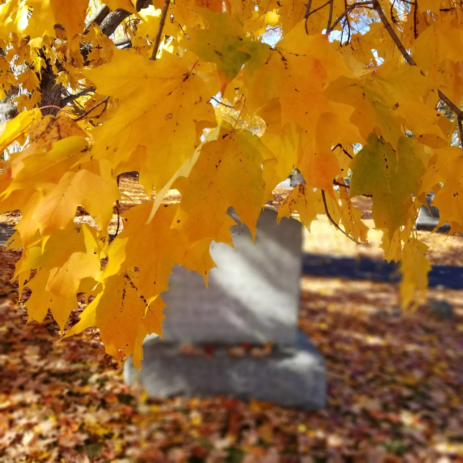 A yellow maple tree branch in front of a gravestone
