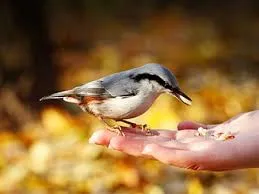 A bird eating out of a person's hand