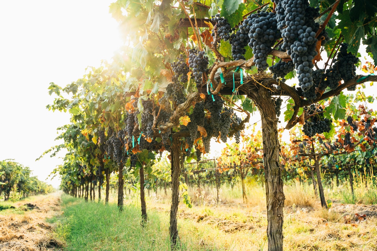 From the Vine to Foundation: A Full-Circle Story